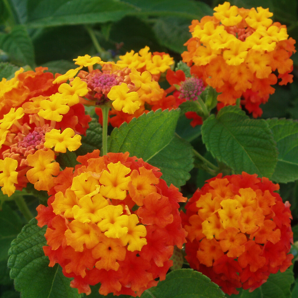 Photo of lantana flowers