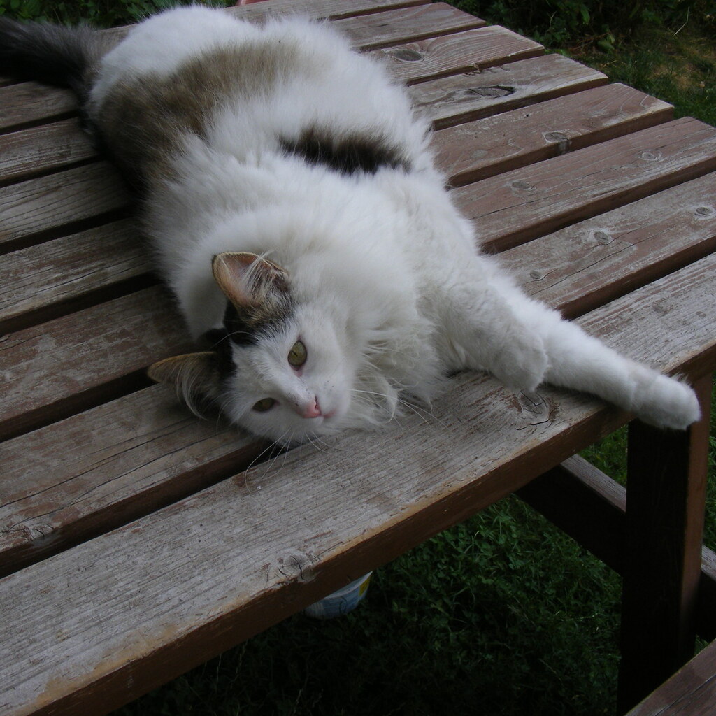 Photo of a large cat