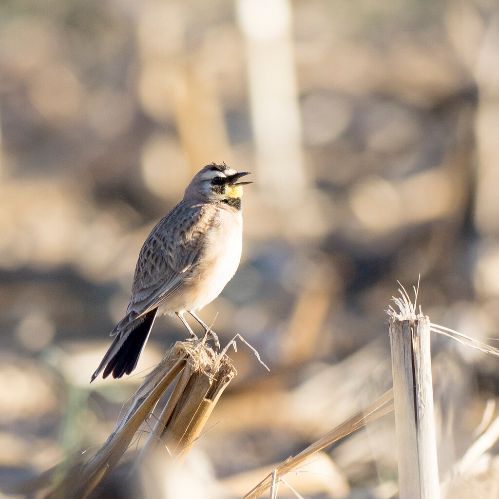 Photo of a lark