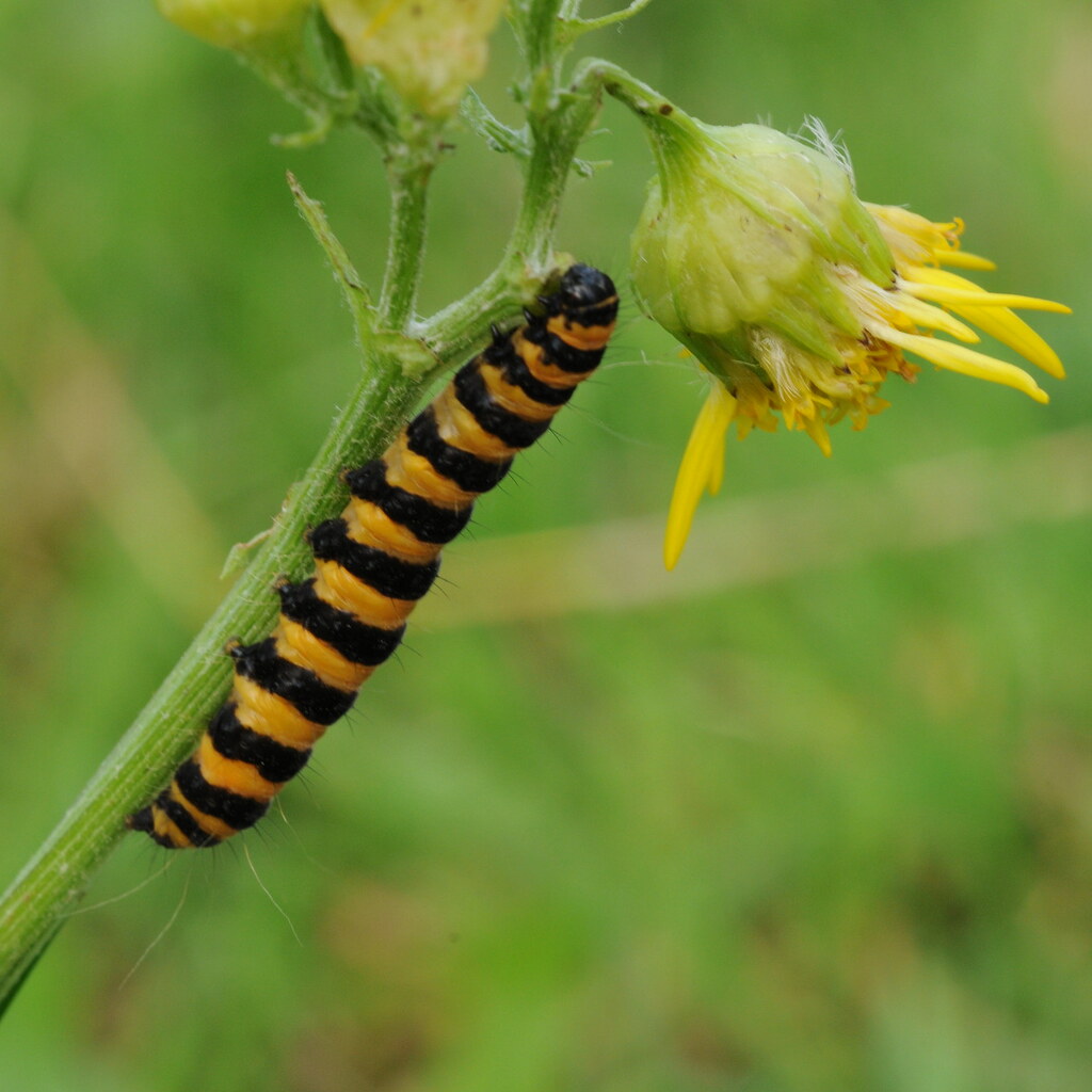 Photo of a caterpillar
