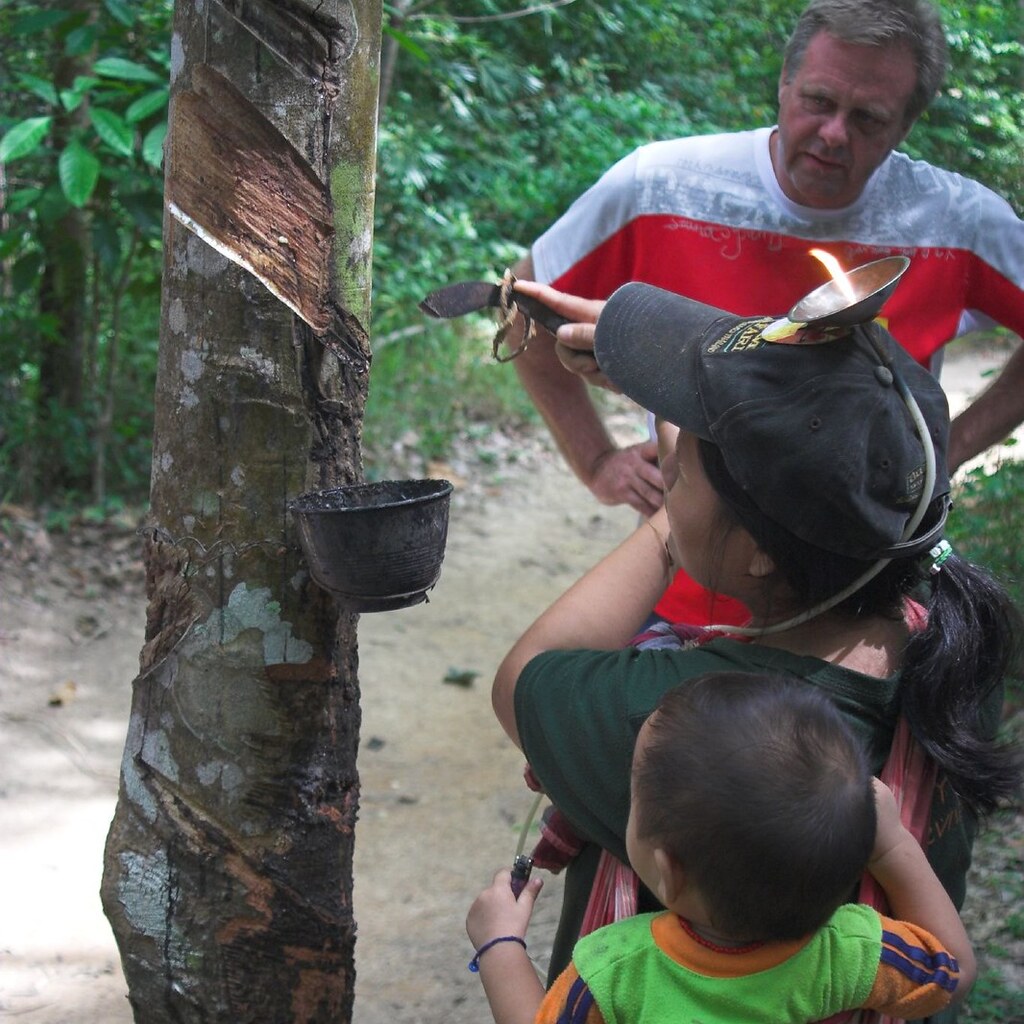 Photo of rubber trees