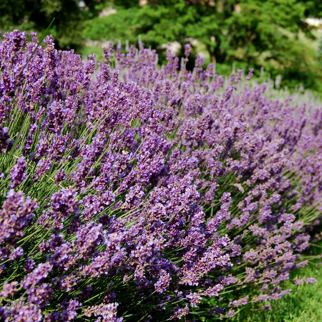 Photo of lavender