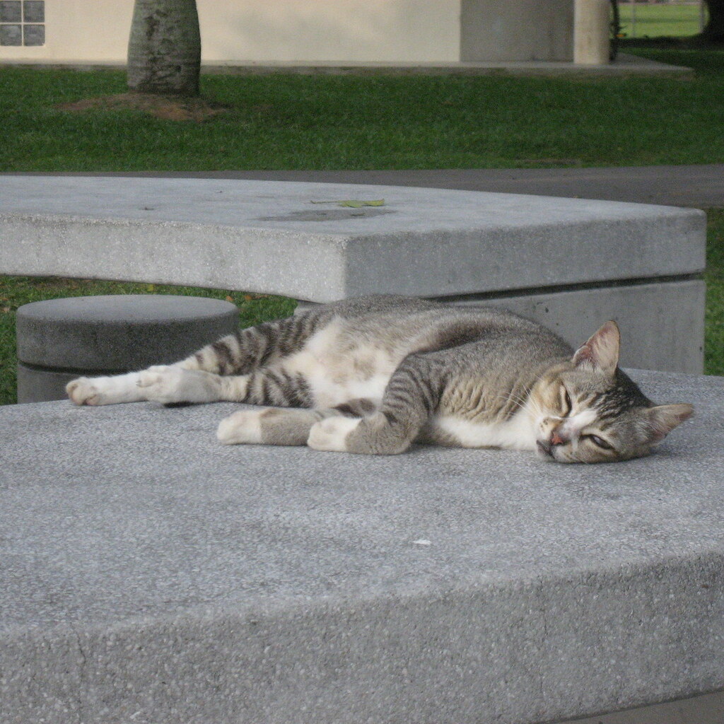 A cat lazing around