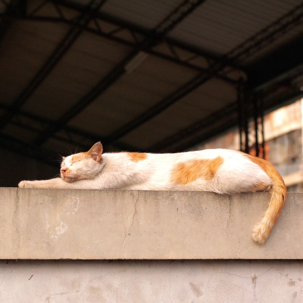 Photo of a lazy cat