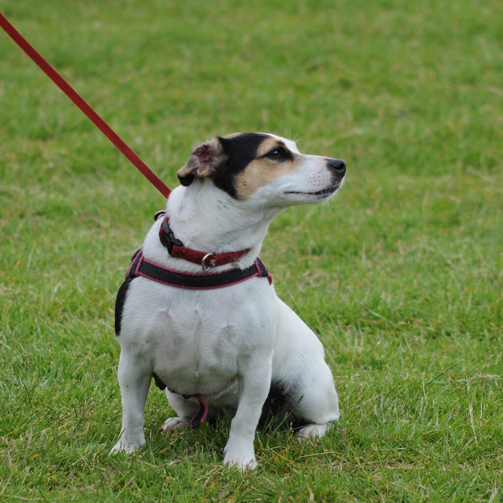 Photo of a dog on a lead