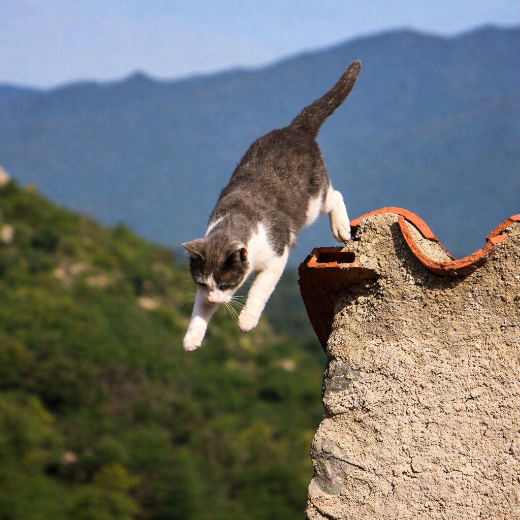 Photo of a cat leaping
