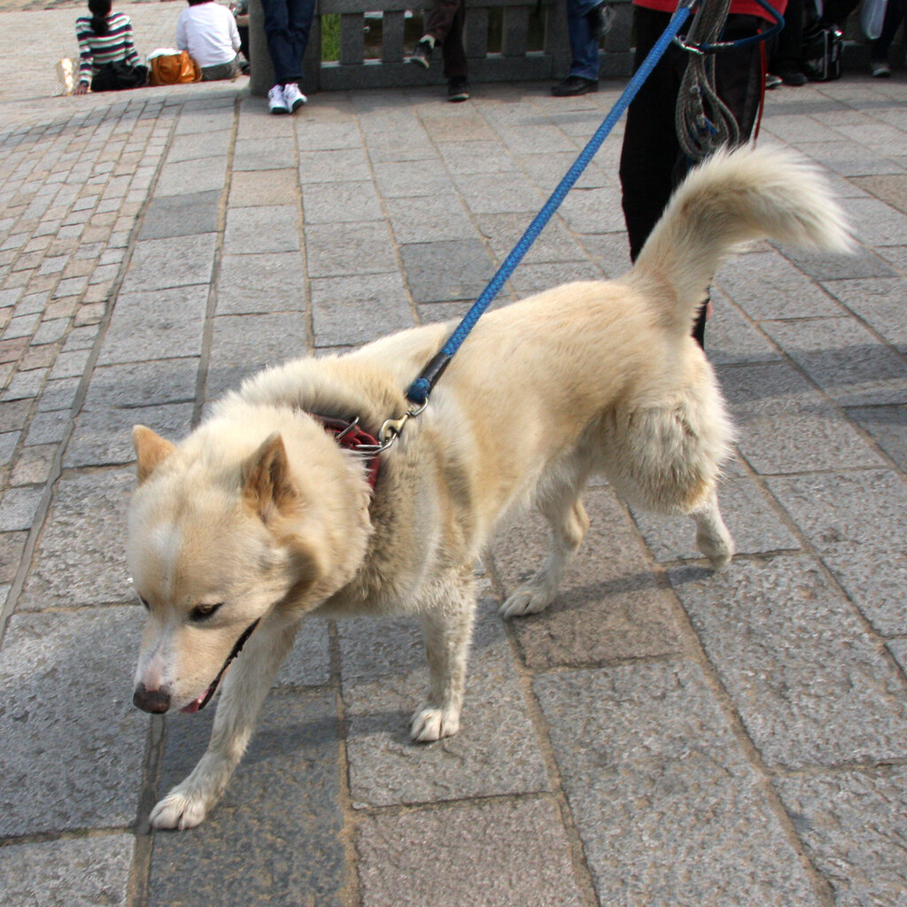 Photo of a dog on a leash