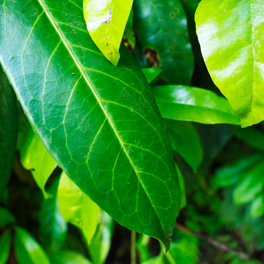 Photo of leaves