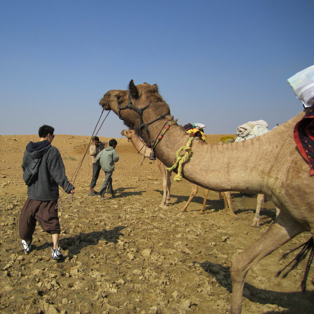 Photo of a camel being led