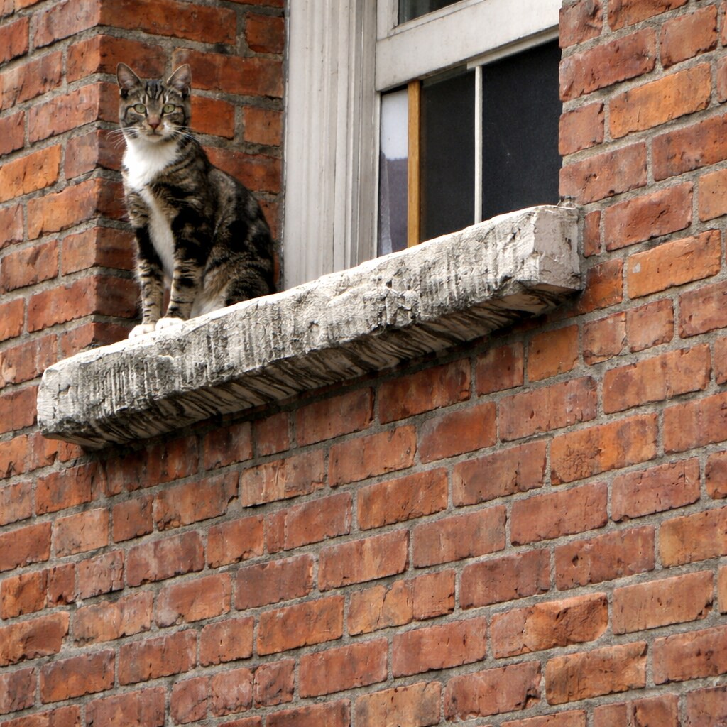 Photo of a cat on a ledge