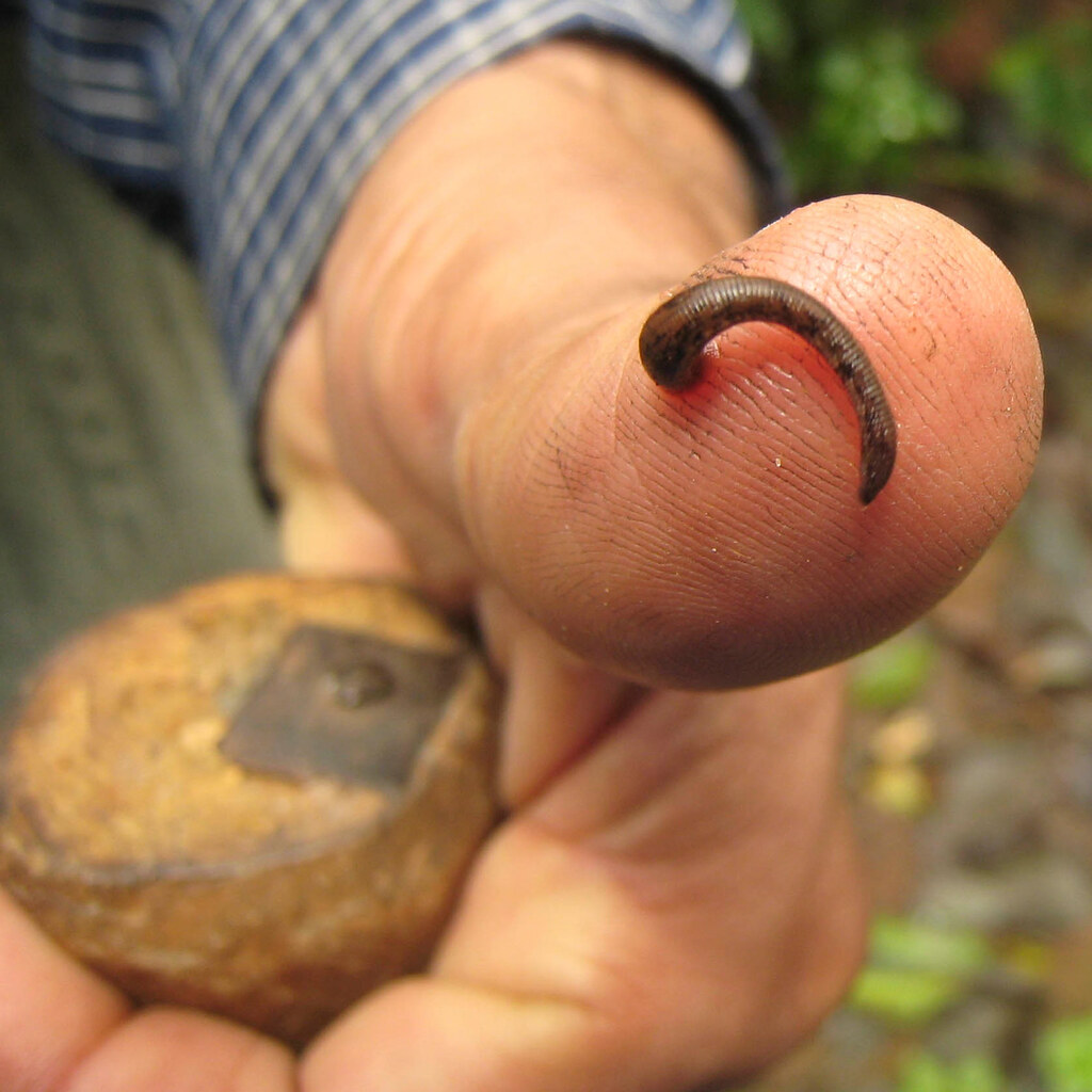 Photo of a leech