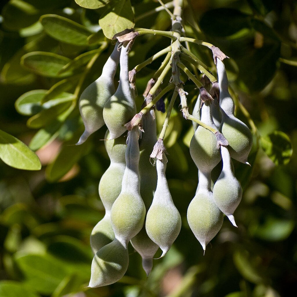 Photo of legumes