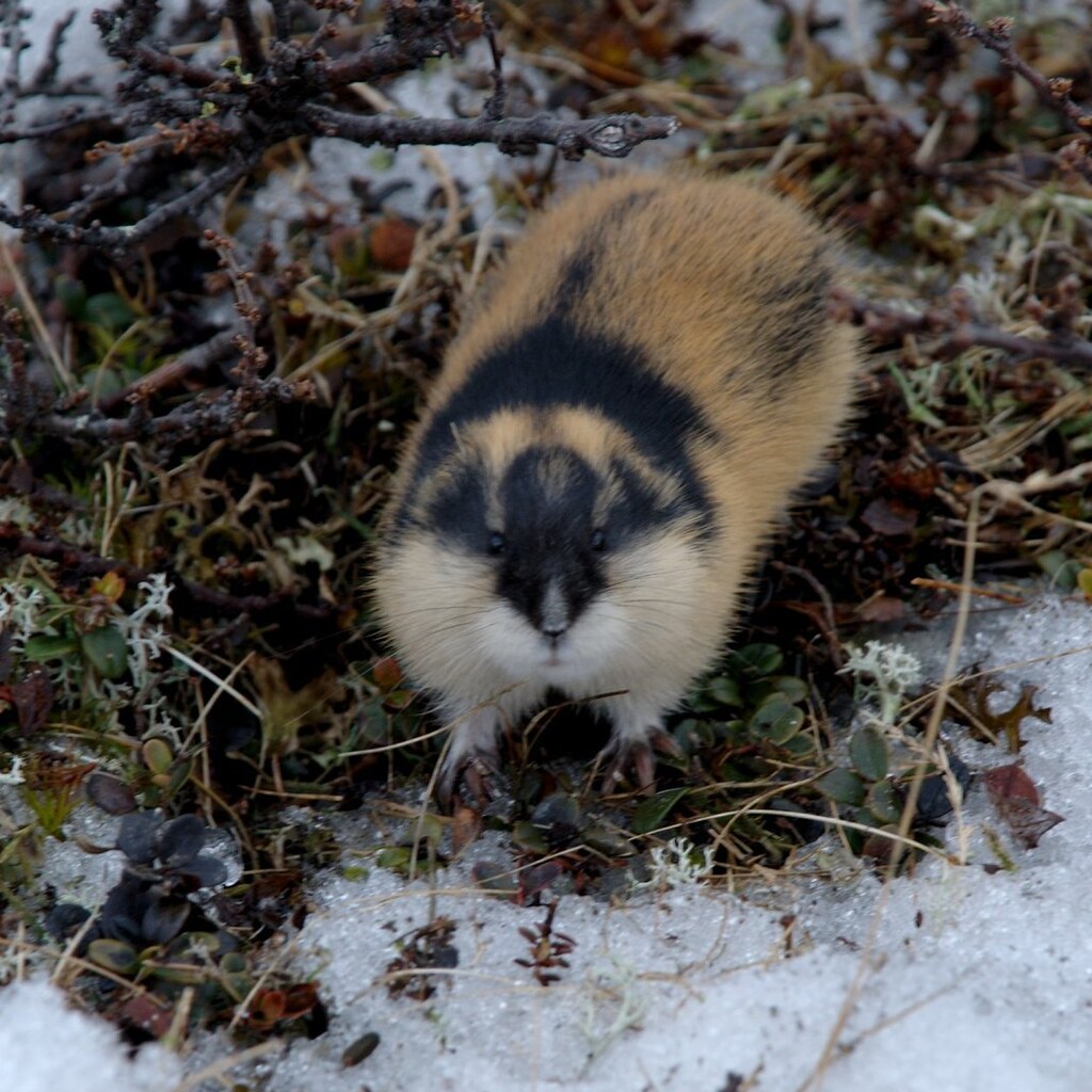 Photo of a lemming