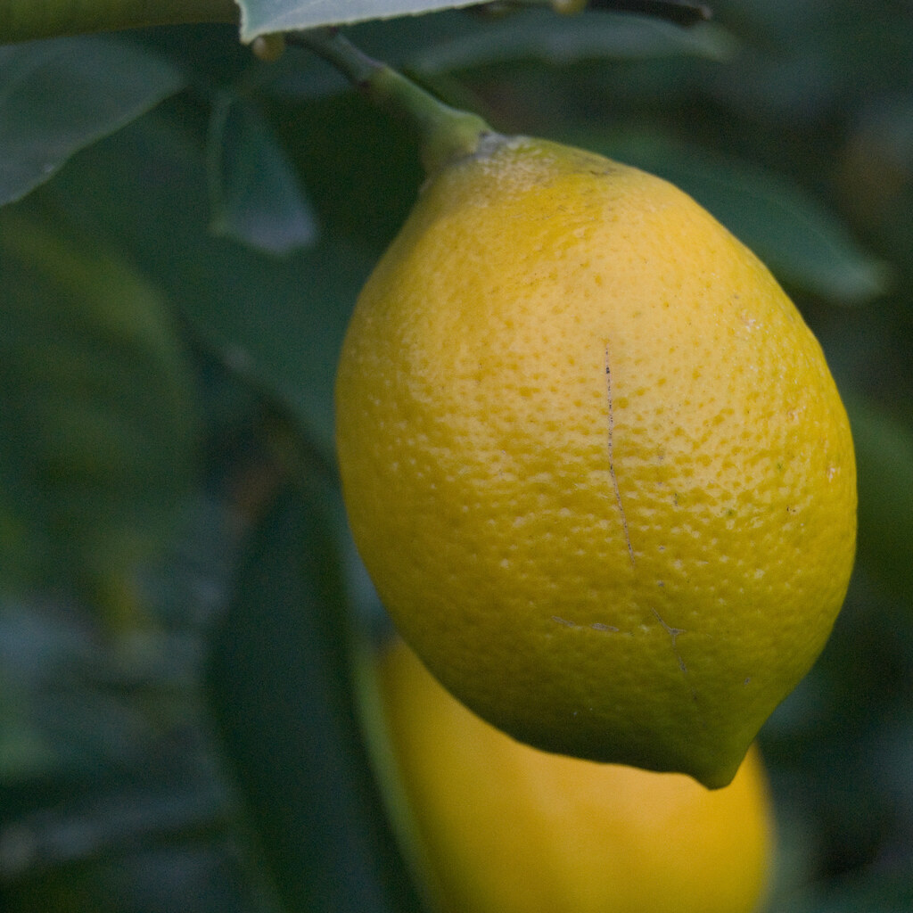 Photo of lemons