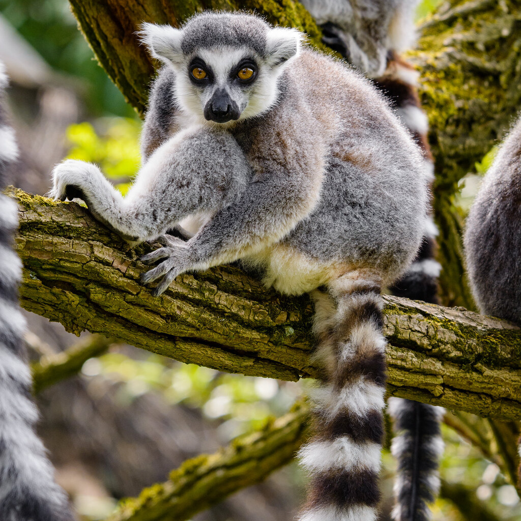 Photo of a lemur