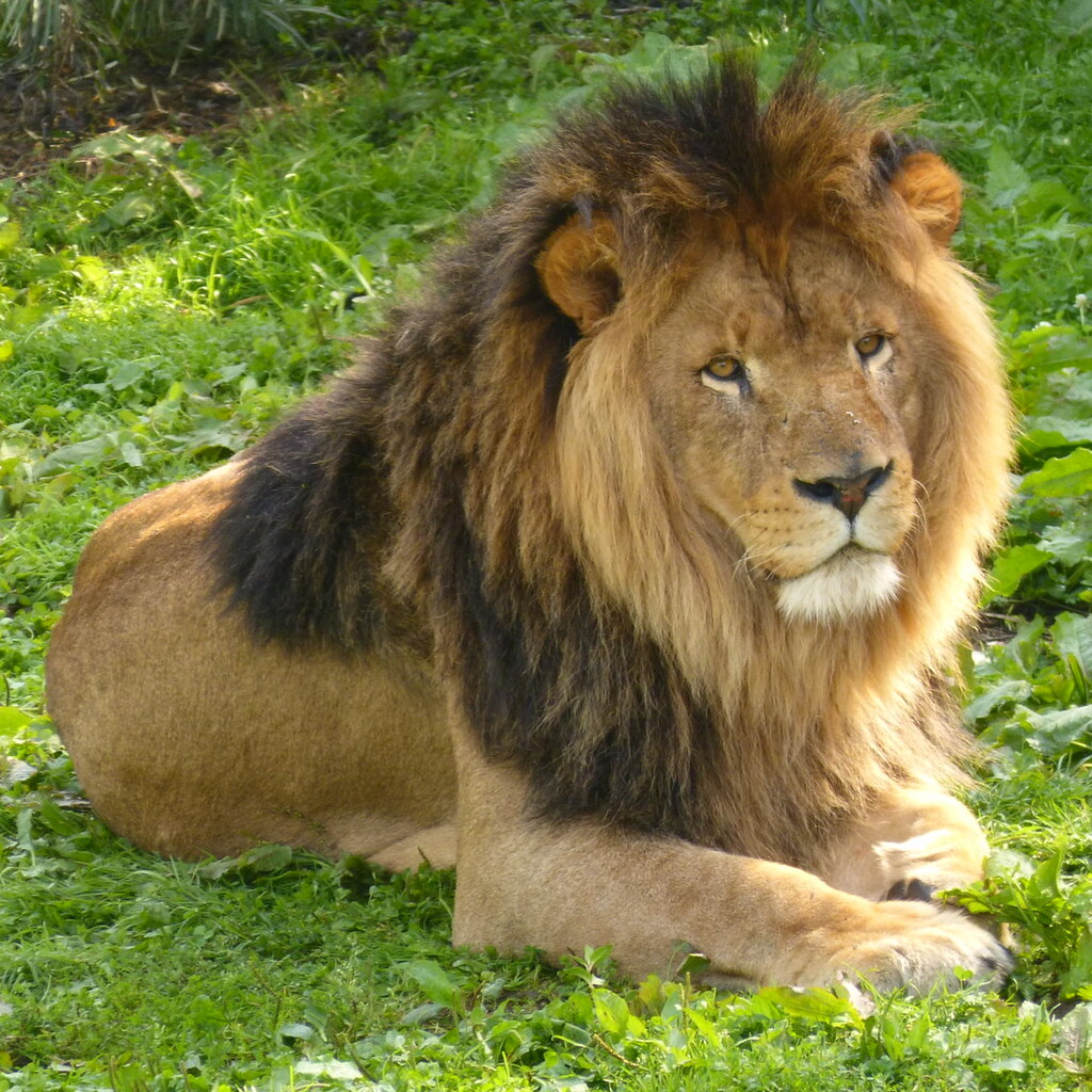 Photo of a lion