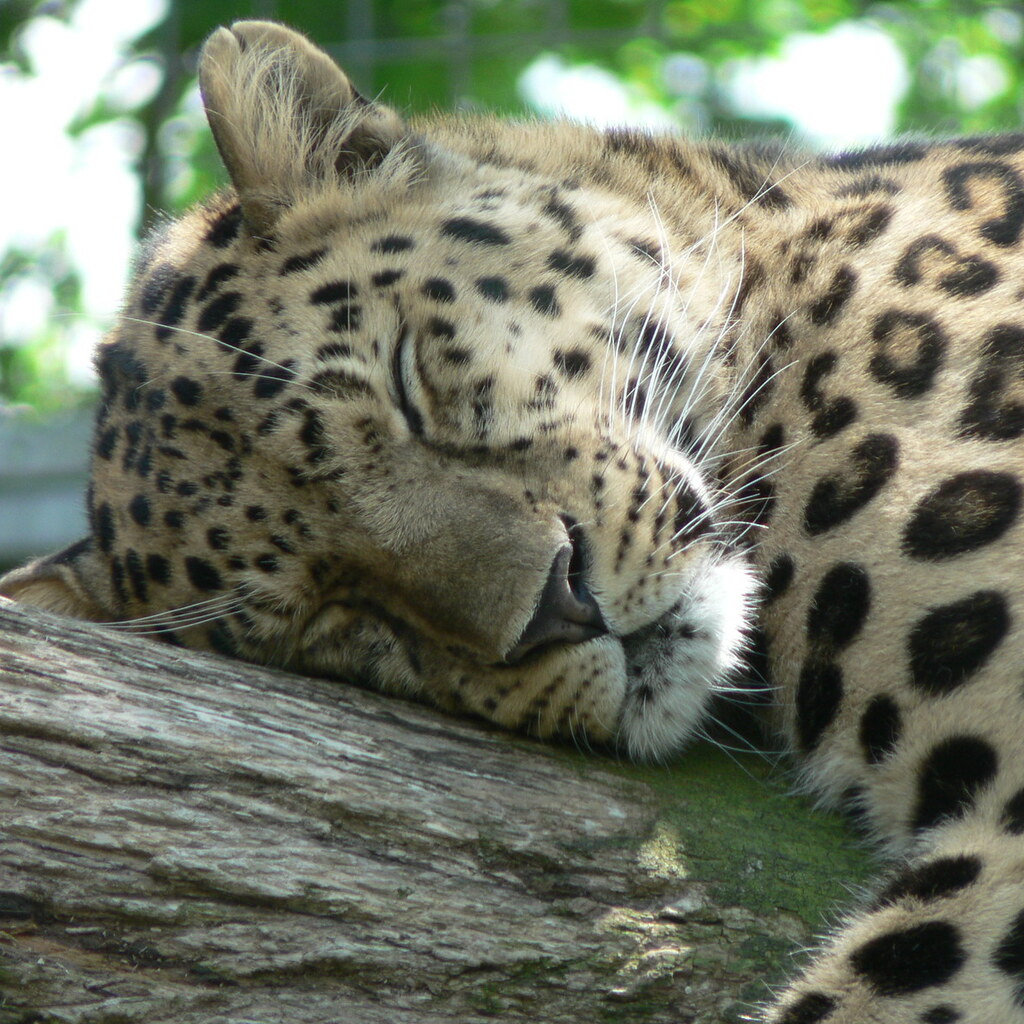 Photo of a leopard