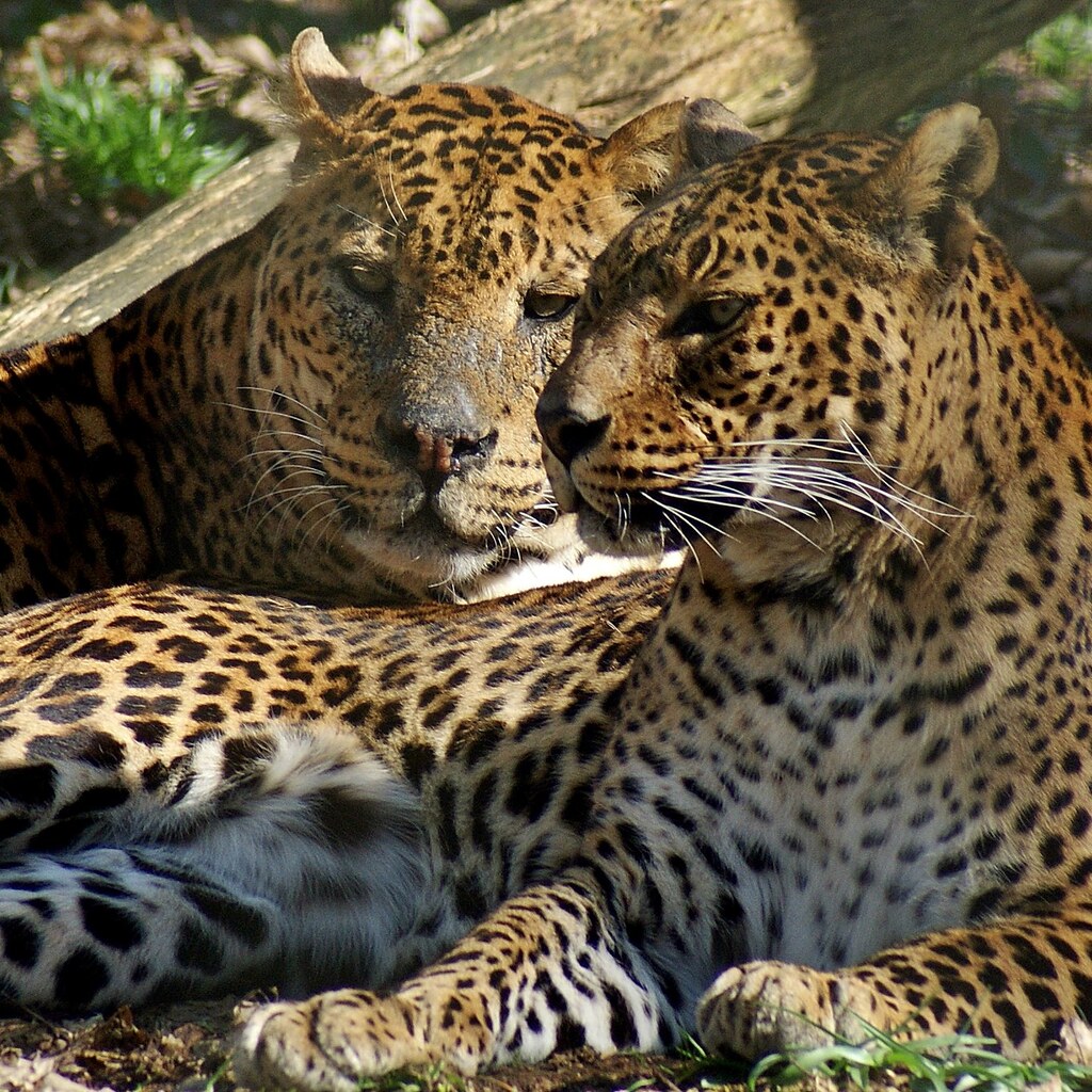 Photo of leopards