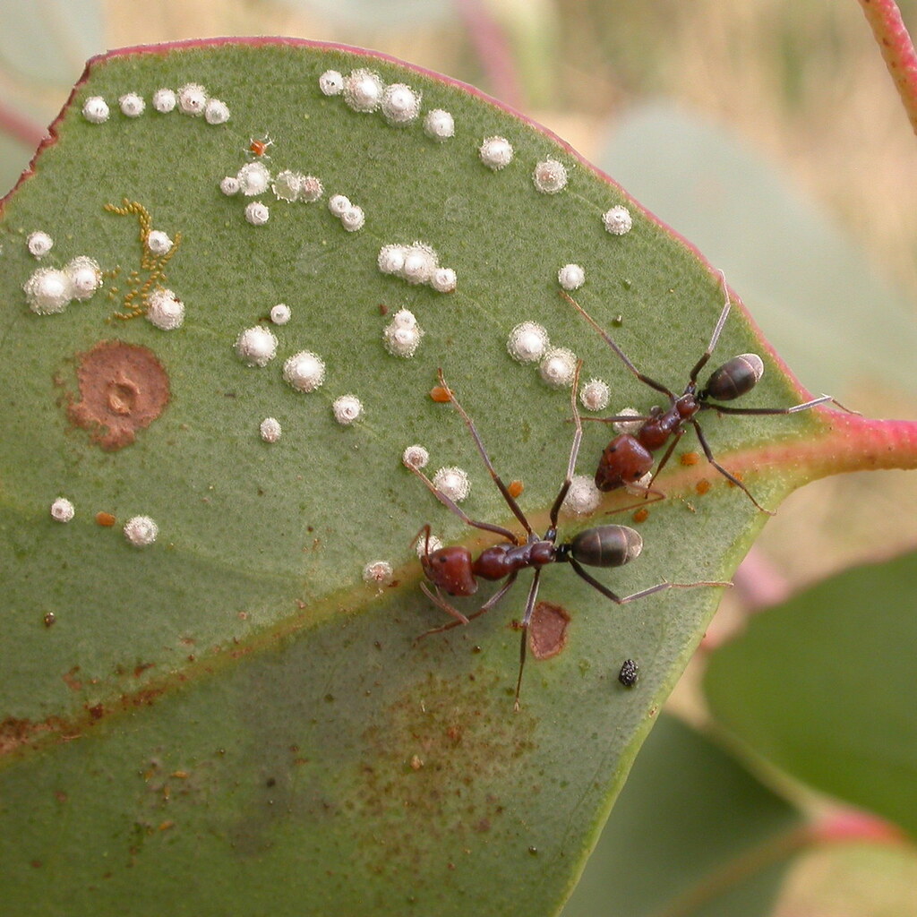 Photo of lerps on a leaf