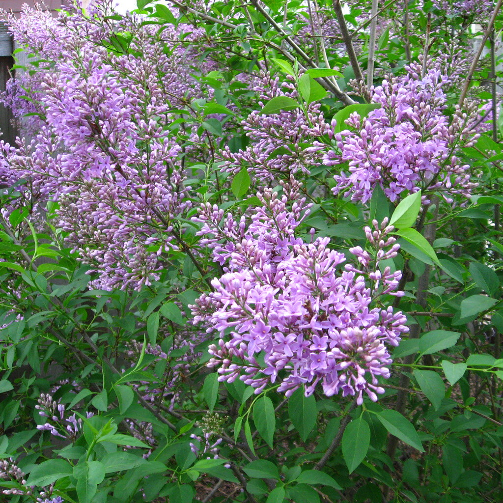 Photo of lilac flowers