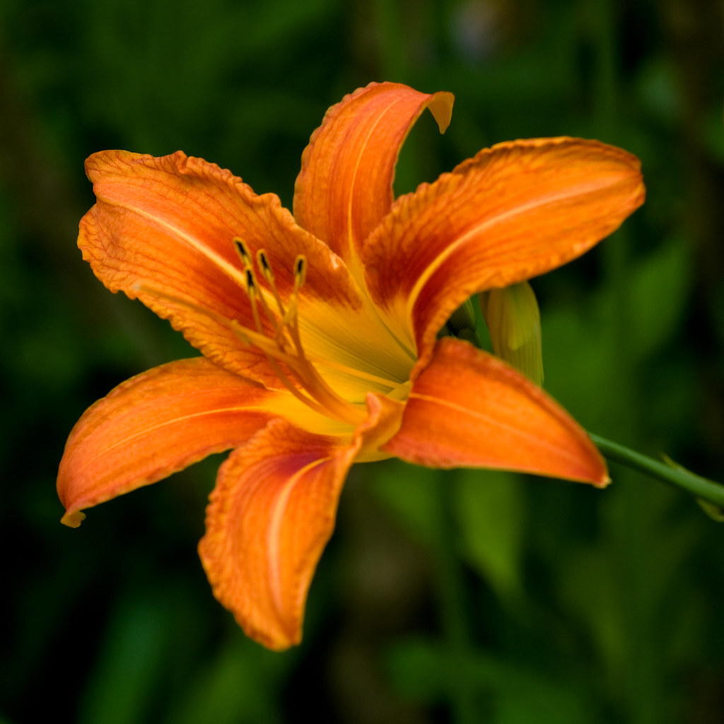 Photo of a lily flower