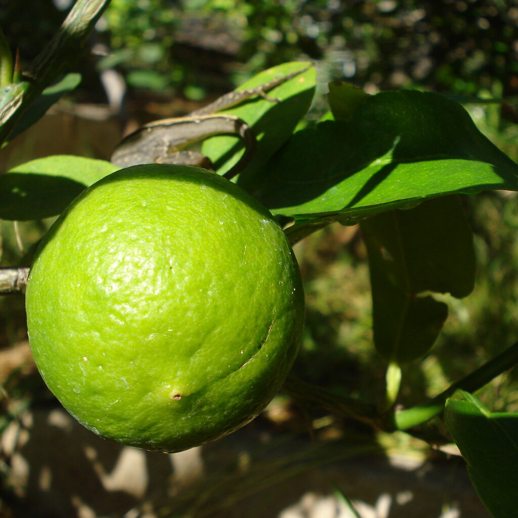 Photo of limes