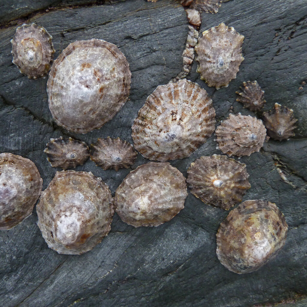 Photo of limpets