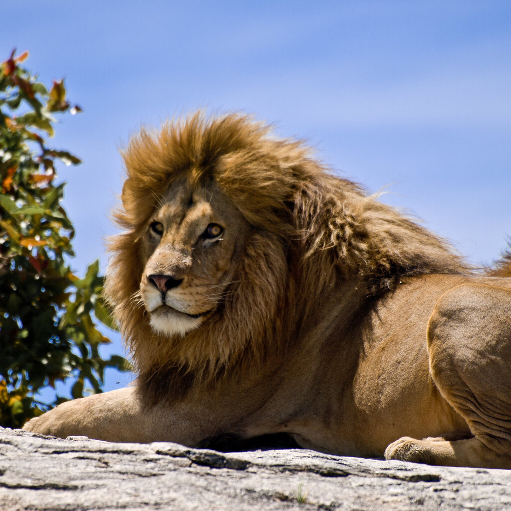Photo of a lion.
