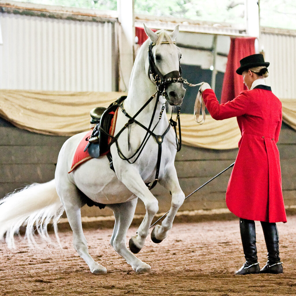 Photo of a lipizzaner horse