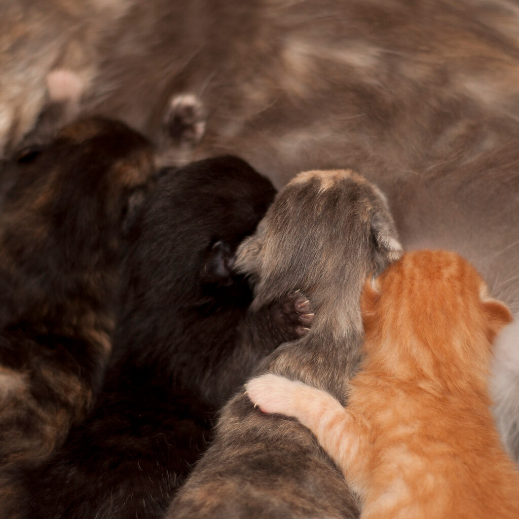 Photo of a litter of kittens