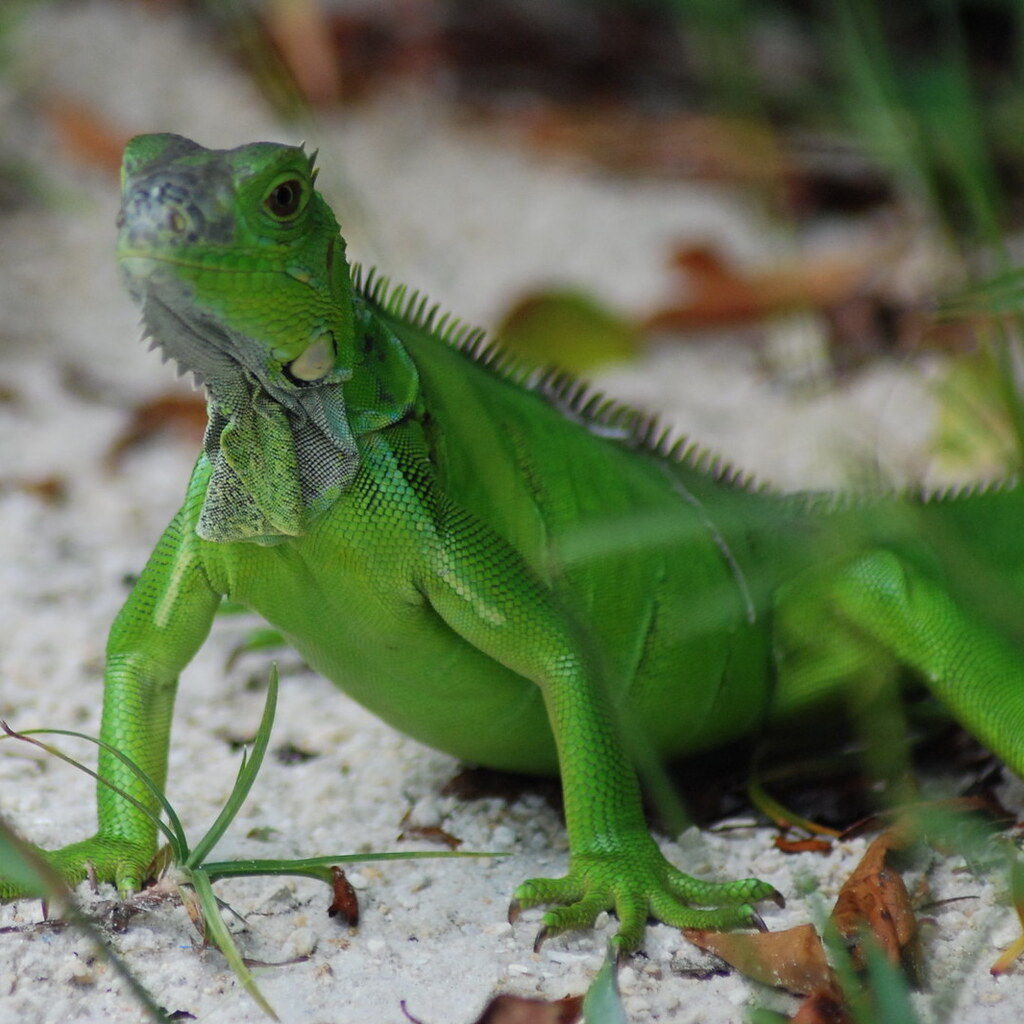 Photo of a lizard