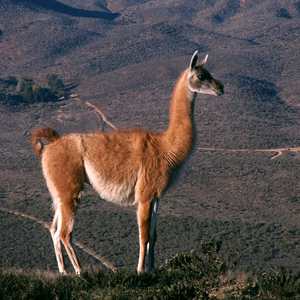 Photo of a llama