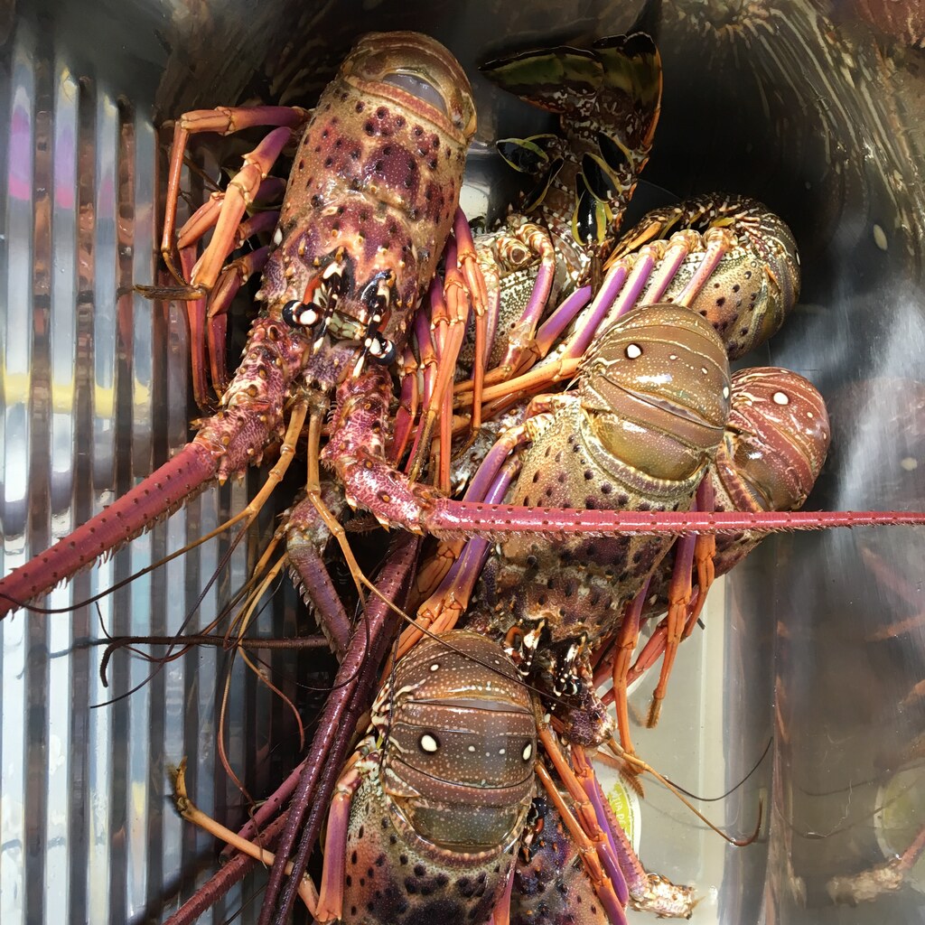 Photo of lobsters