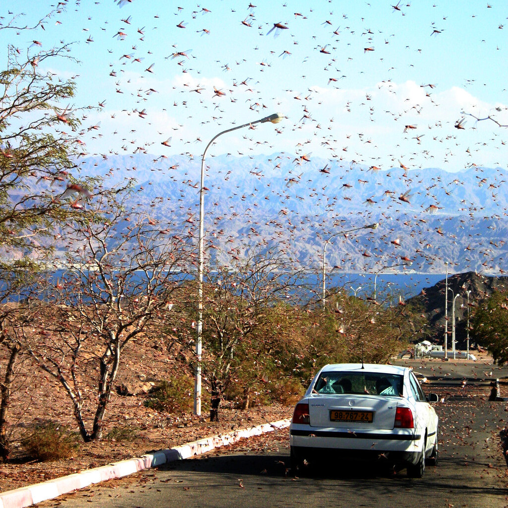 Photo of a swarm of locusts