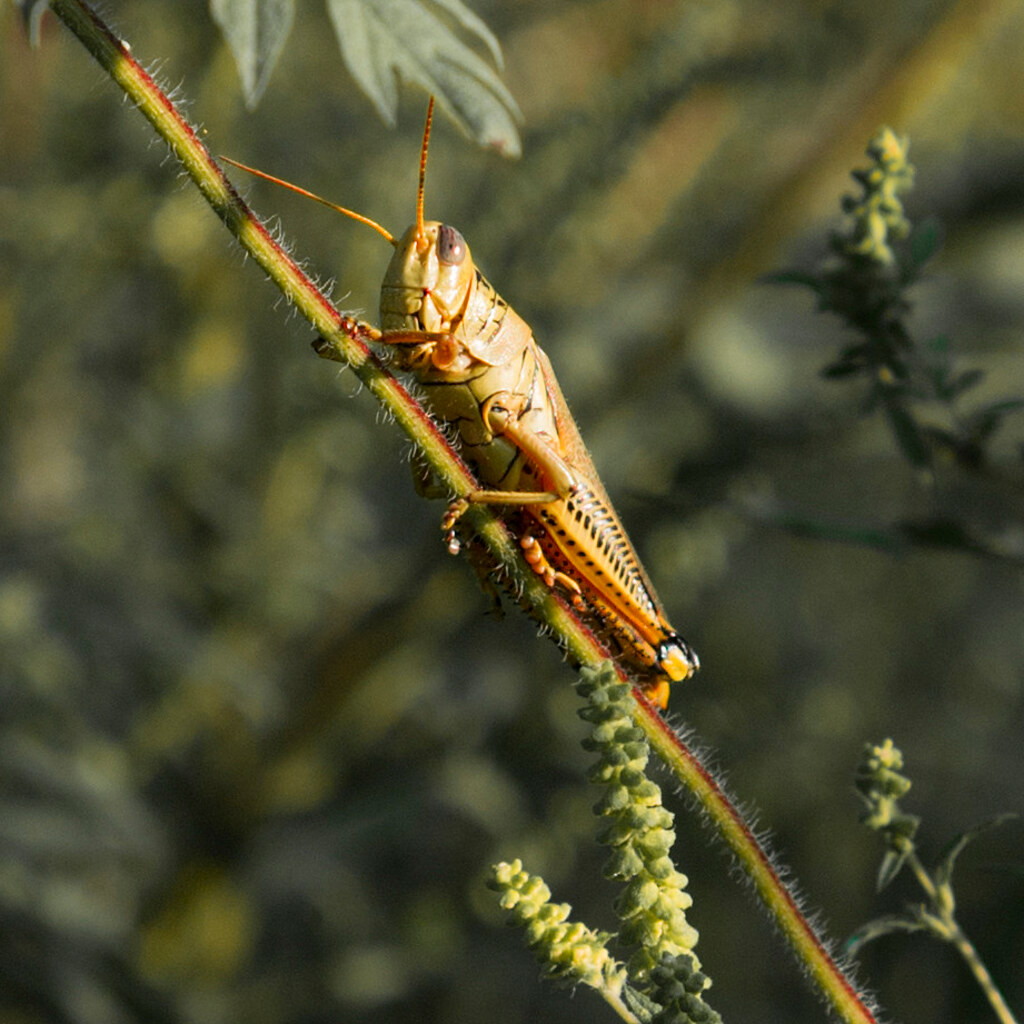 Photo of a locust