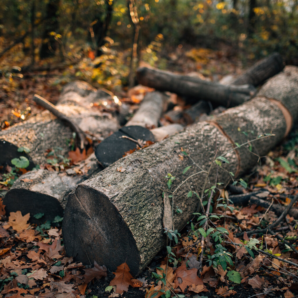 Photo of logs