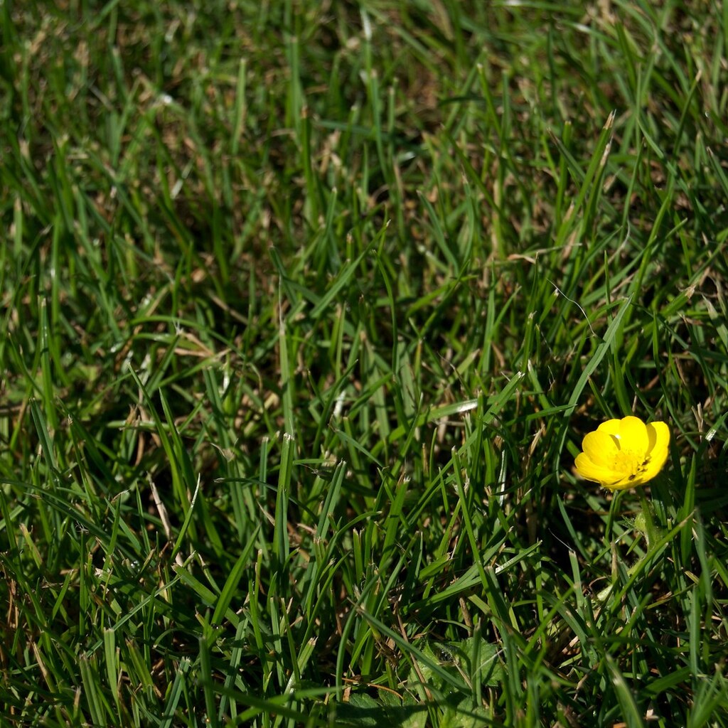 Photo of a lone flower