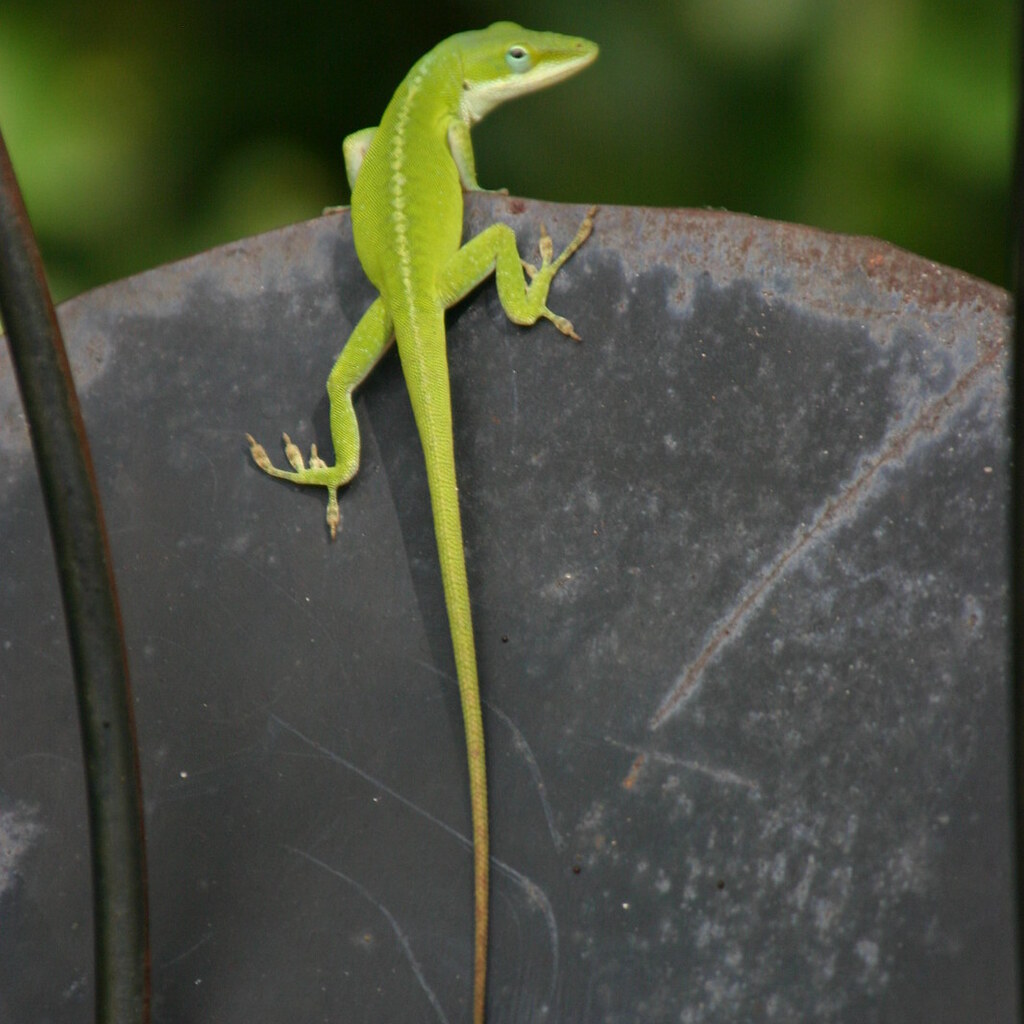 Photo of a lizard with a long tail