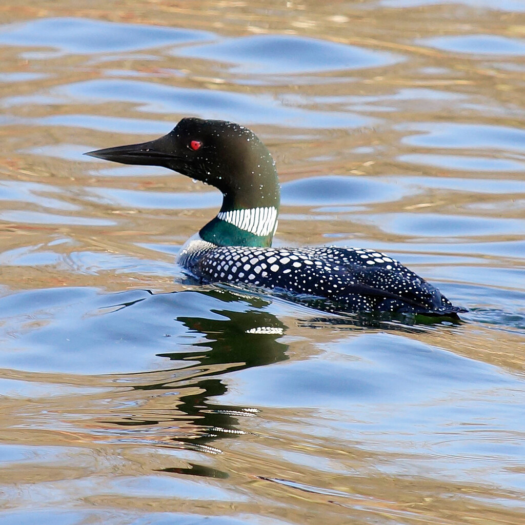 Photo of a loon
