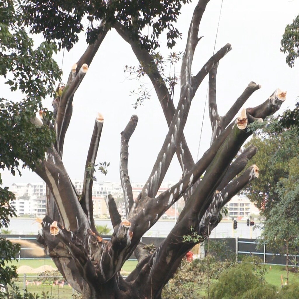 Photo of a lopped tree