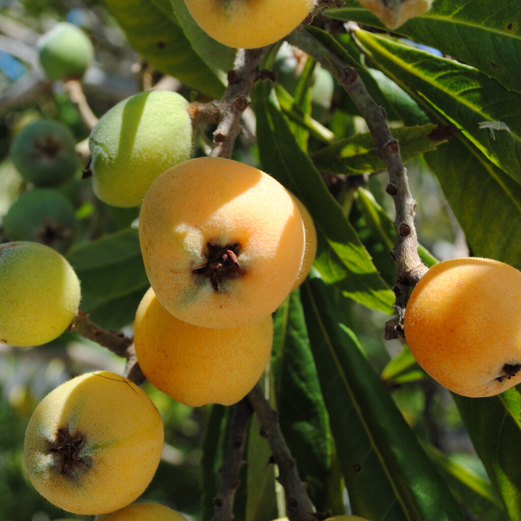Photo of loquats
