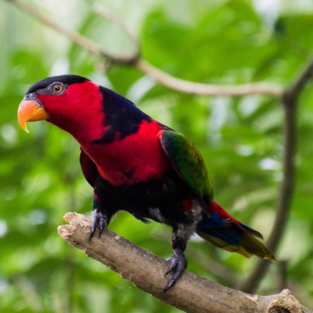 Photo of a lory
