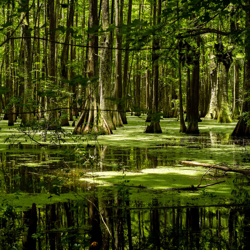 Photo of Lake Chicot Swamp, Louisiana