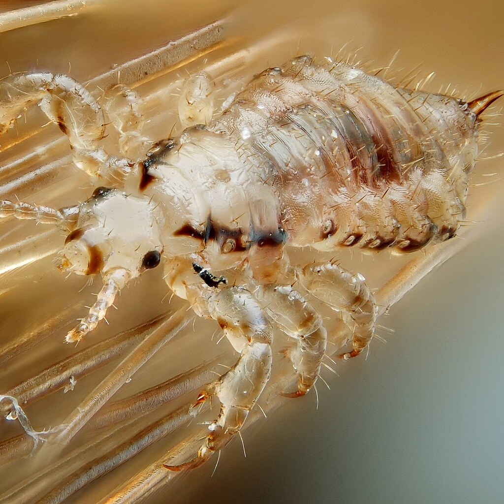 Photo of a louse