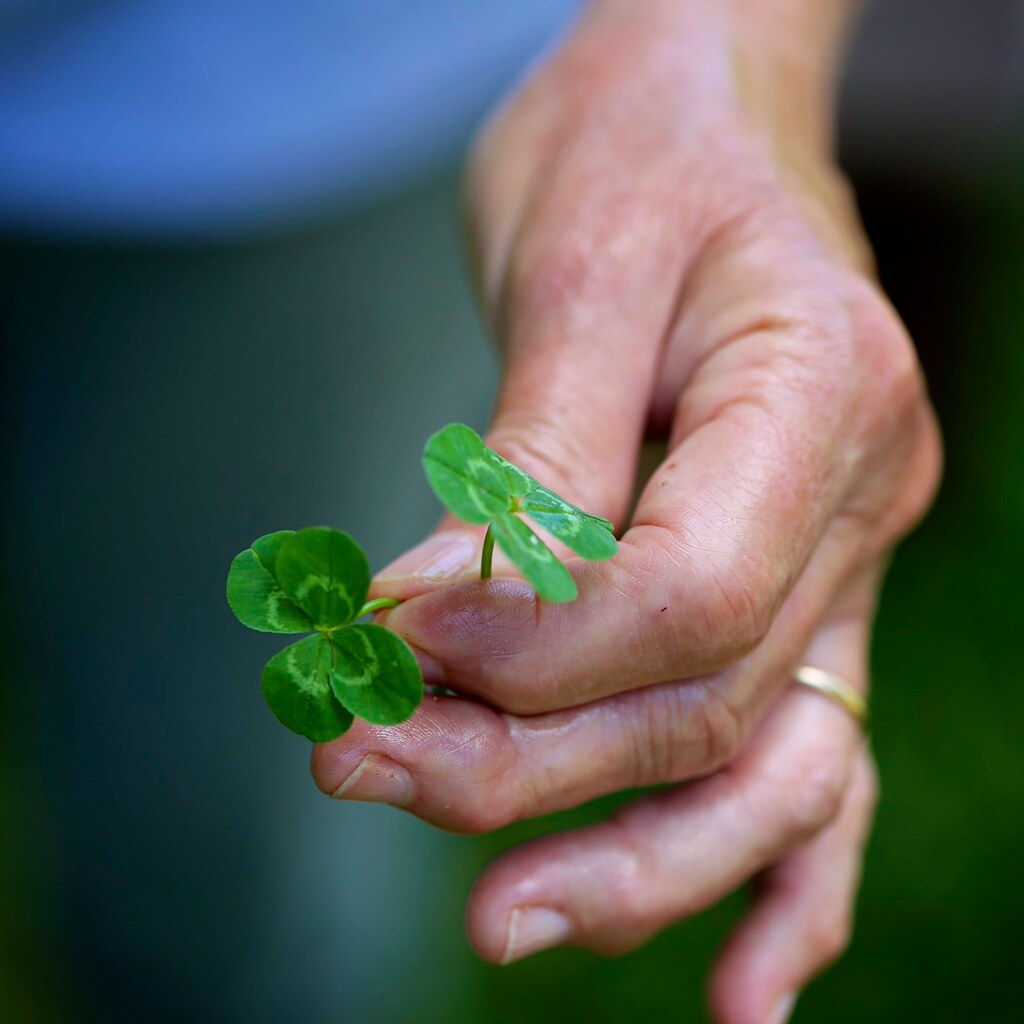 Photo of four leaf clovers