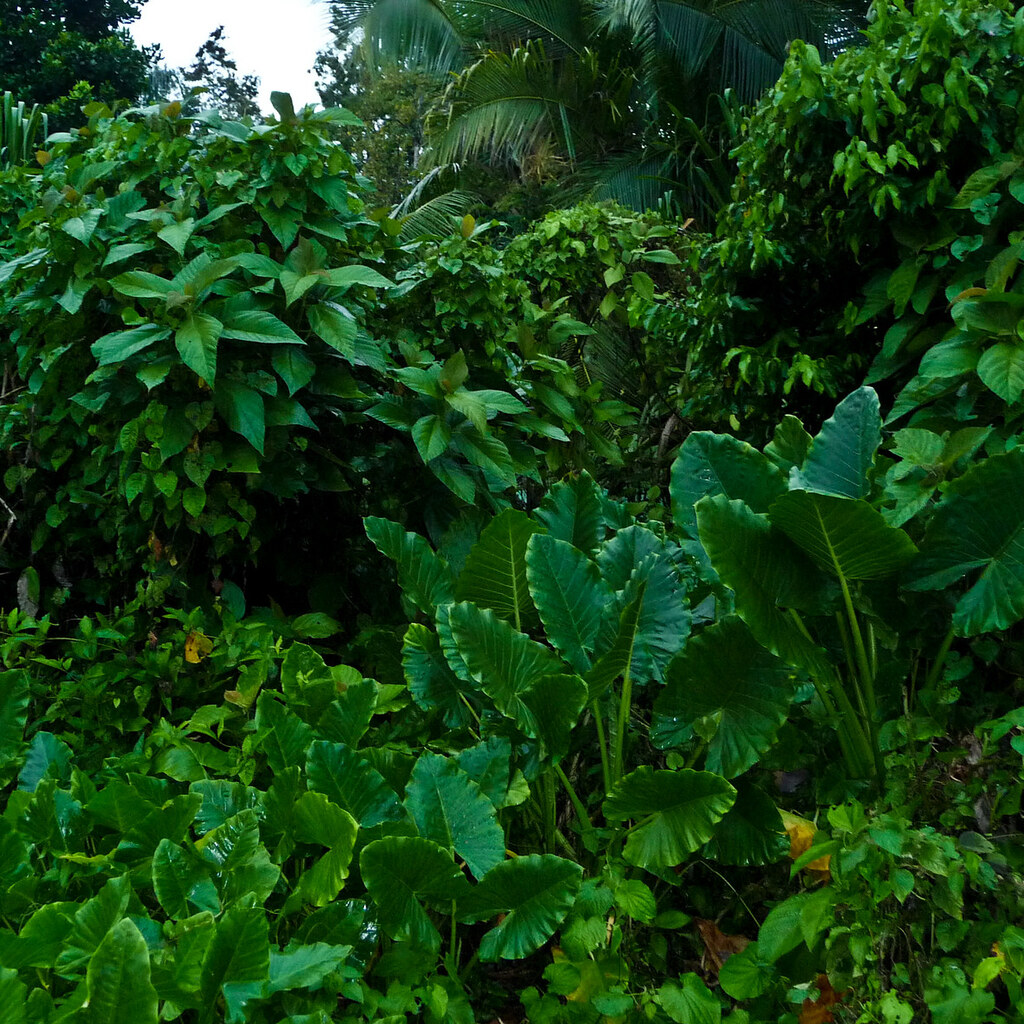 Photo of lush greenery
