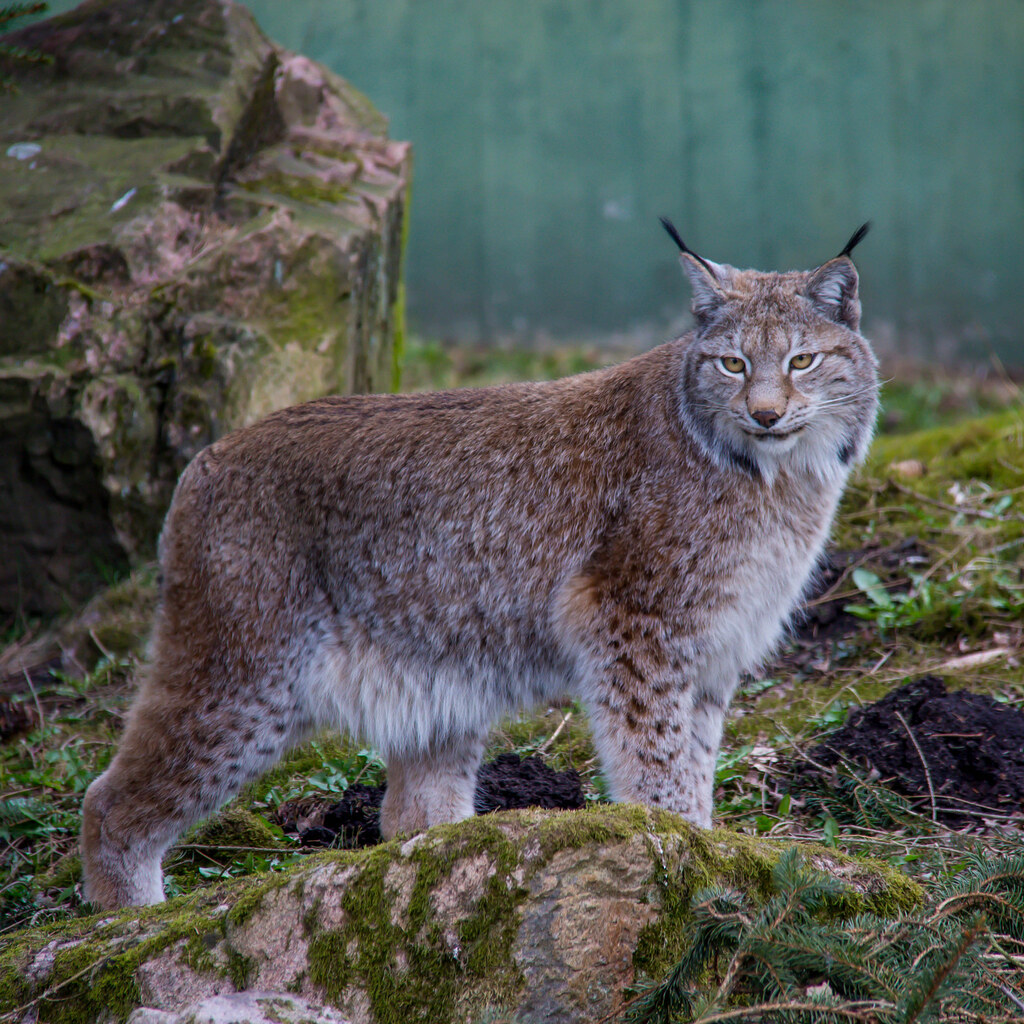 Photo of a lynx