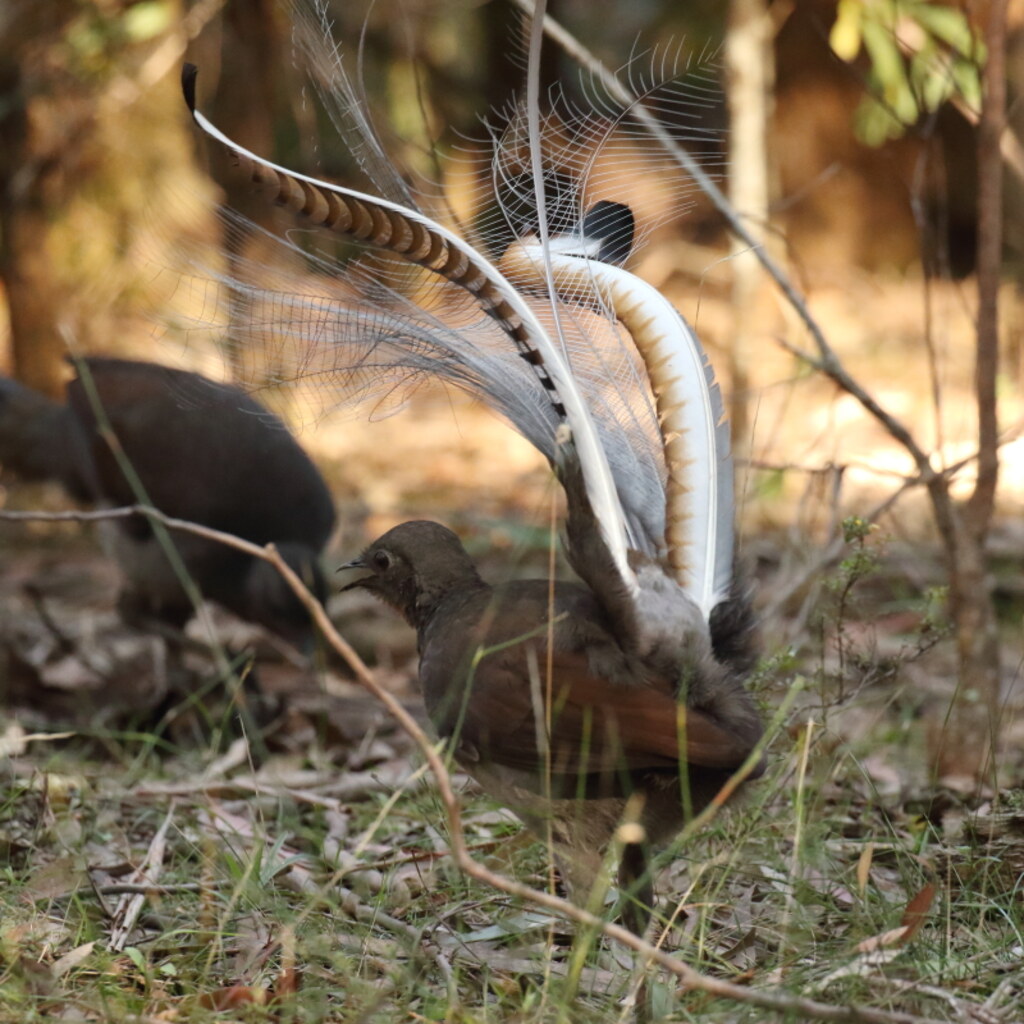 Photo of a lyrebird