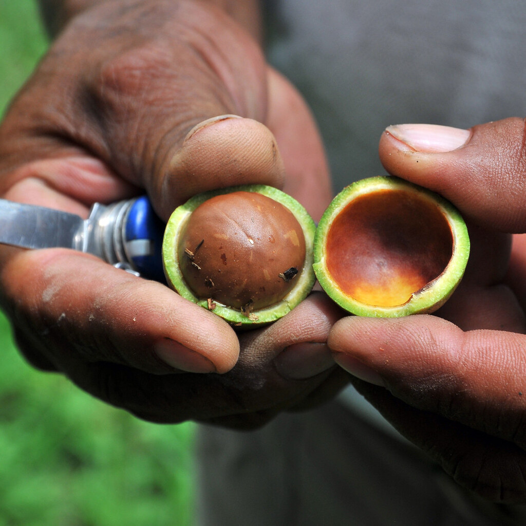Photo of macadamia nuts