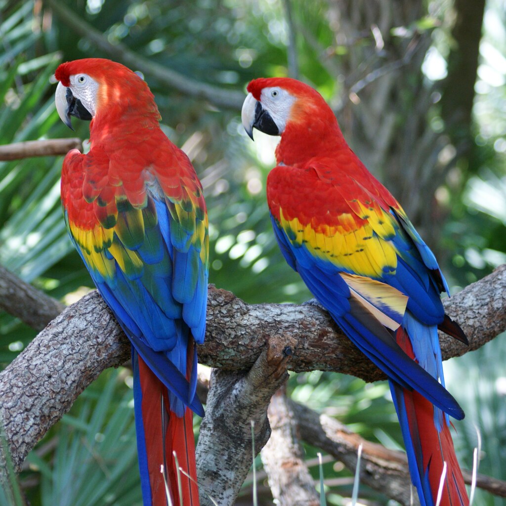 Photo of macaws